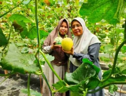 Sensasi Petik Melon Premium di eLBeFarm Solok: Destinasi Agrowisata Baru yang Wajib Dikunjungi Akhir Pekan Ini!