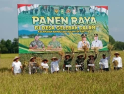 Sinergi Pemkab Banyuasin dan TNI Dorong Hasil Panen Raya Desa Gelebak Dalam Tembus 8,4 Ton per Hektar
